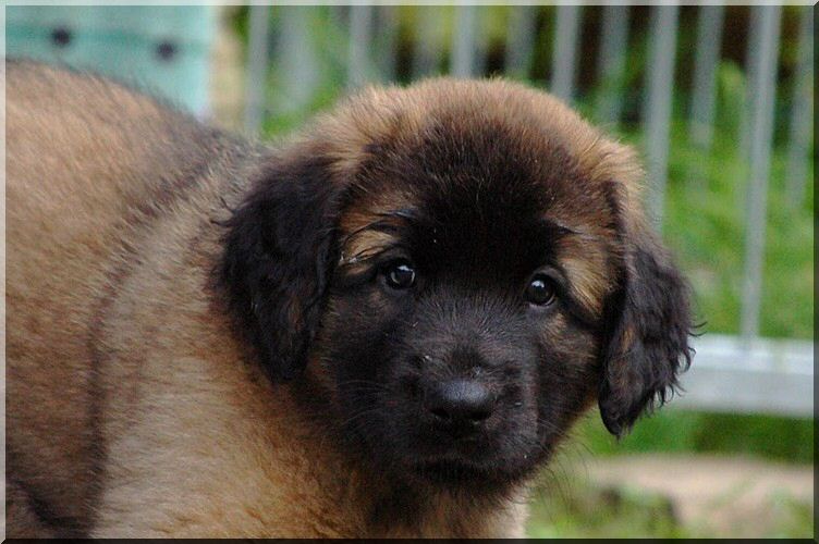 leonberger 008.jpg